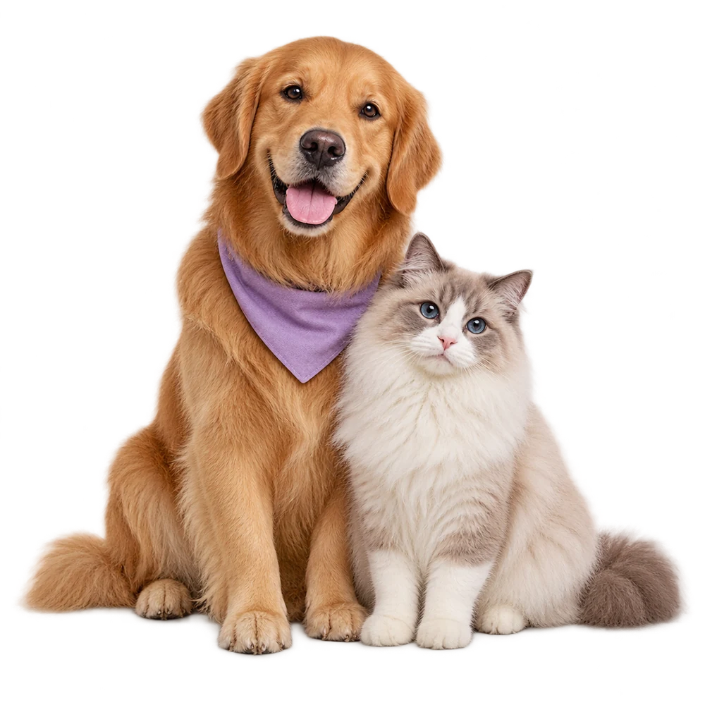 Um golden retriever com bandana lilás ao lado de um gato