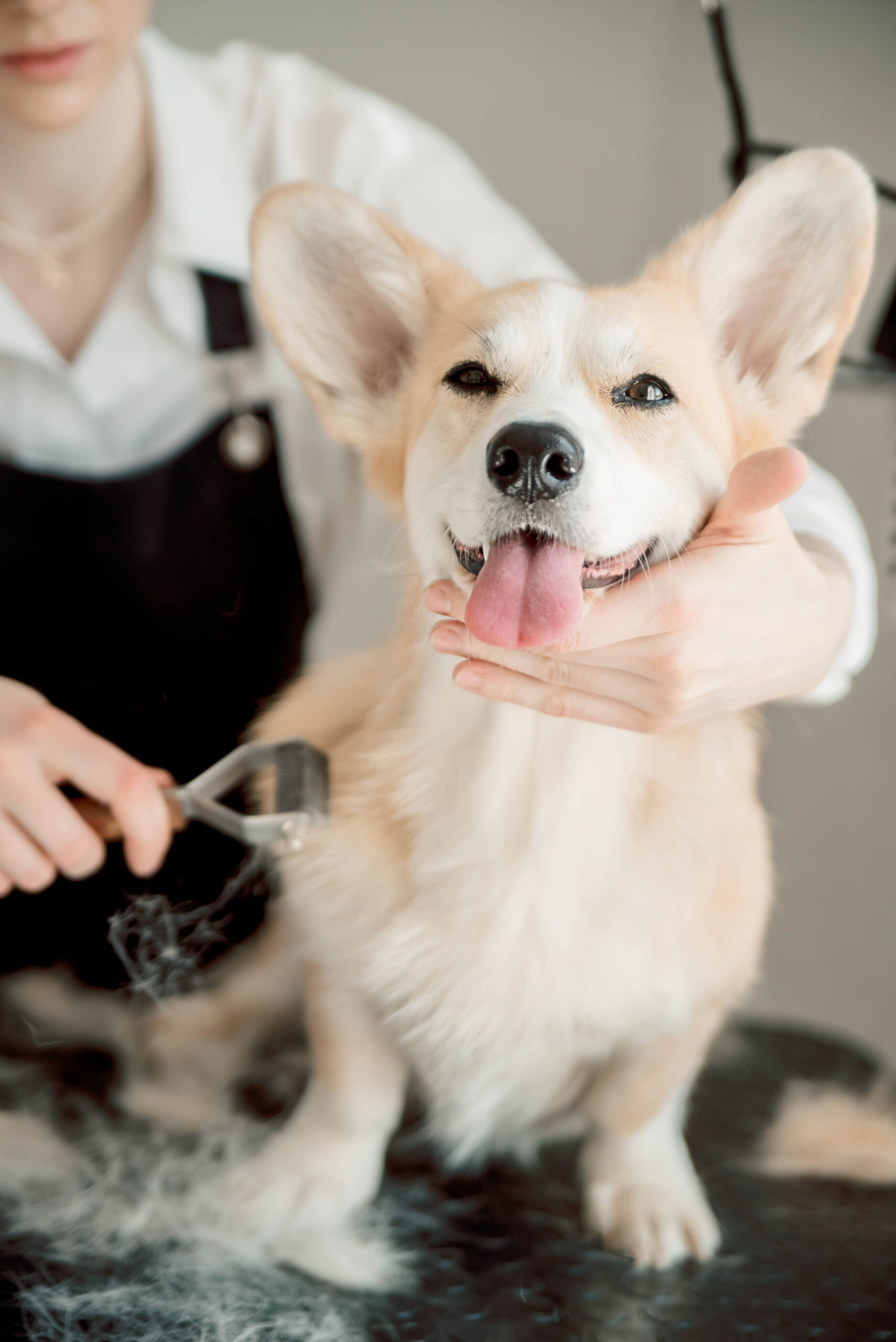 Corgi happily enjoys relaxing grooming session in pet salon. Gentle brushing, , and fur care ensure comfort and well-being. A well-groomed dog feels fresh and looks adorable Corgi happily enjoys relaxing grooming session in pet salon. Gentle brushing, , and fur care ensure comfort and well-being. A well-groomed dog feels fresh and looks adorable